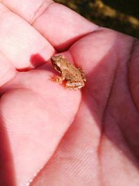 Cropped image of small holding leaf