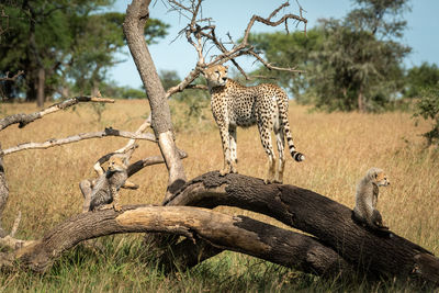 Cheetah with cubs on tree branch