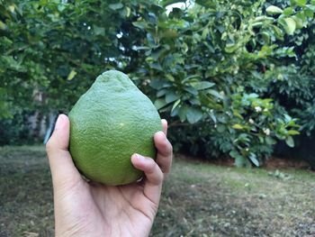 Close-up of hand holding fruit