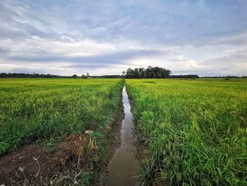 Scenic view of agricultural field against sky