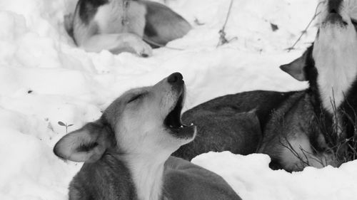 Close-up of dog relaxing on snow