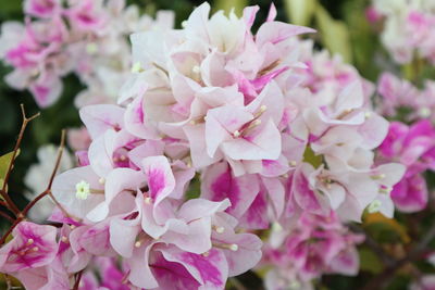 Close-up of pink cherry blossoms