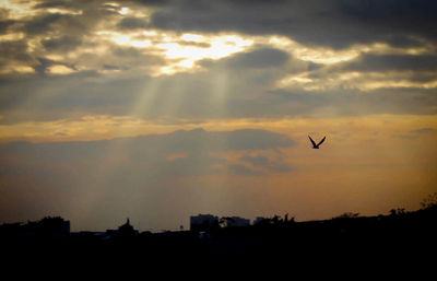 Silhouette birds flying in sky during sunset