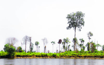 Reflection of trees in calm lake