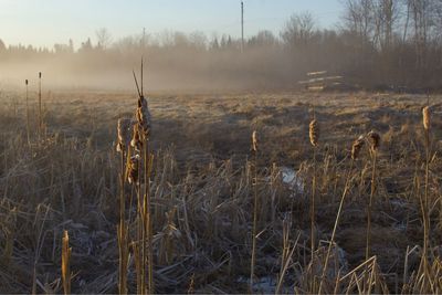 Plants on field against sky