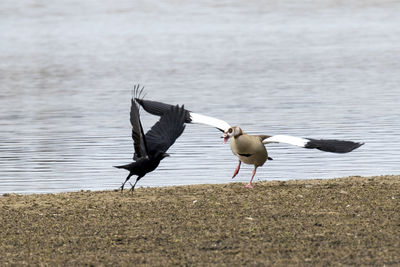 Birds fighting at lakeshore