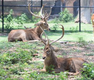 Deer by tree