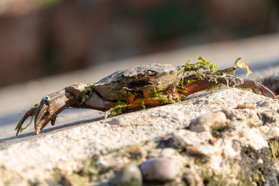 Close-up of lizard on rock