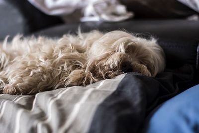 Close-up of dog sleeping