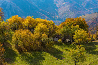 High angle view of autumn trees on mountain