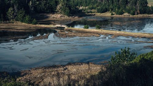 Scenic view of river in forest