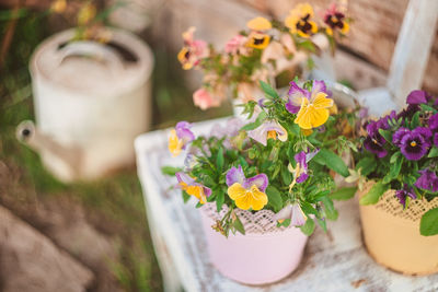 Purple and yellow pansy grow in street flower pots. decorative gardening in the country house