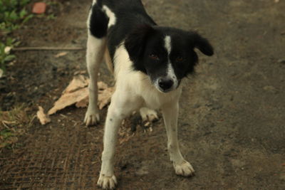 High angle view of dog standing on field