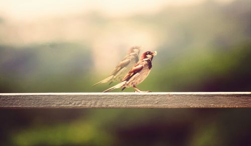 Close-up of bird perching on branch