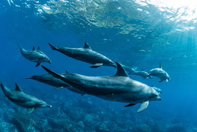 Swimming dolphins