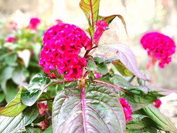 Close-up of pink flowers blooming outdoors