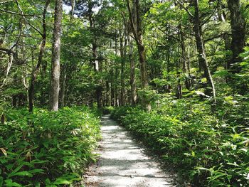 Footpath amidst trees in forest