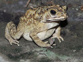 Close-up of lizard