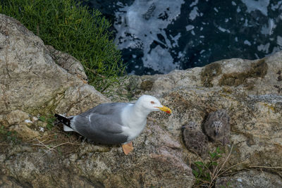 High angle view of seagull perching on rock