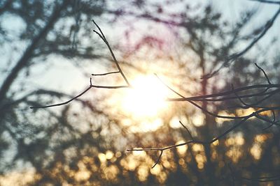 Sun shining through trees