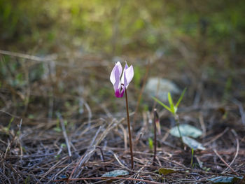 Close-up of crocus blooming on field