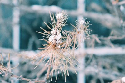 Close-up of flower