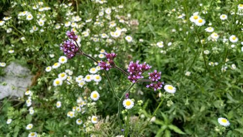 Close-up of flowers blooming outdoors