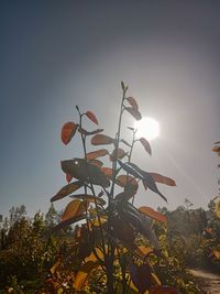 Low angle view of plants against sky during sunset