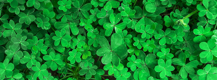 Green natural background with clover leaves. festive background for st. patrick's day.