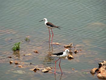 Black-winged stilt bird