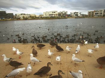 Seagulls on a lake