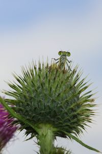 Close-up of insect on flower against clear sky