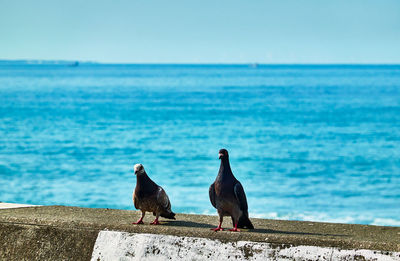 Birds perching on the beach