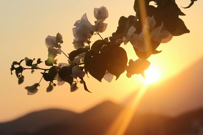 Close-up of plant against sky at sunset