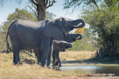 View of elephant drinking water from lake