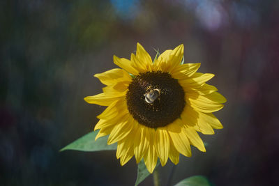 Close-up of yellow sunflower