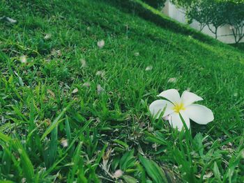 Close-up of white daisy flowers blooming on grassy field