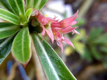 Close-up of pink flowering plant