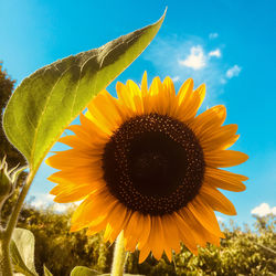 Close-up of sunflower on field against sky
