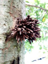 Close-up of tree trunk in forest