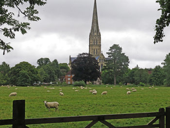 Sheep grazing on field against sky