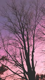 Low angle view of silhouette bare tree against sky