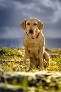 Portrait of dog against sky