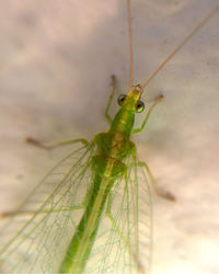 Close-up of insect