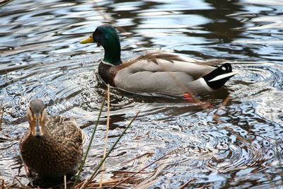 Close-up of duck swimming in lake