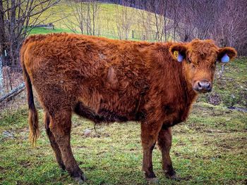 Cow standing in a field