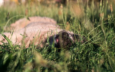 Grass in a field