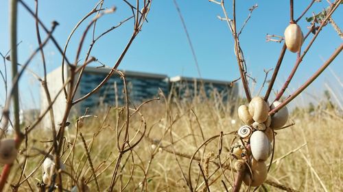 Close-up of plants against blurred background