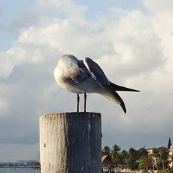 Low angle view of seagull perching on wooden post against sky