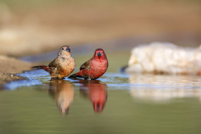 Close-up of bird in lake